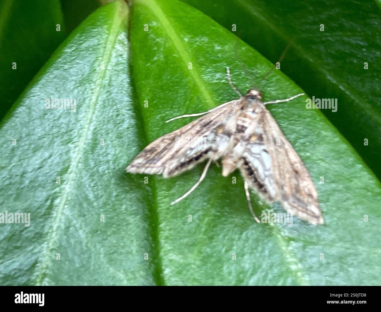 Petit China-Mark (Cataclysta lemnata) Banque D'Images