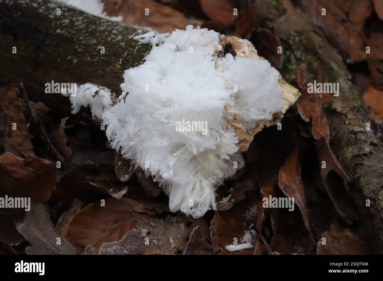 Glace capillaire à la fin d'une branche cassée Banque D'Images