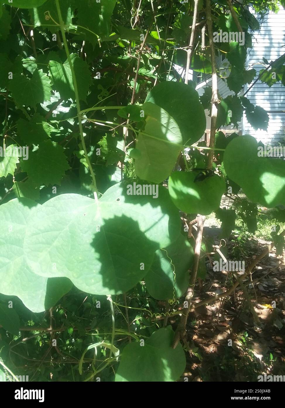 Guêpe de maçon à quatre dents (Monobia quadridens) Banque D'Images