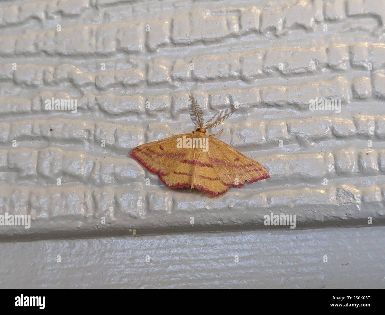Teigne géomètre de l'aspersion (Haematopis grataria) Banque D'Images