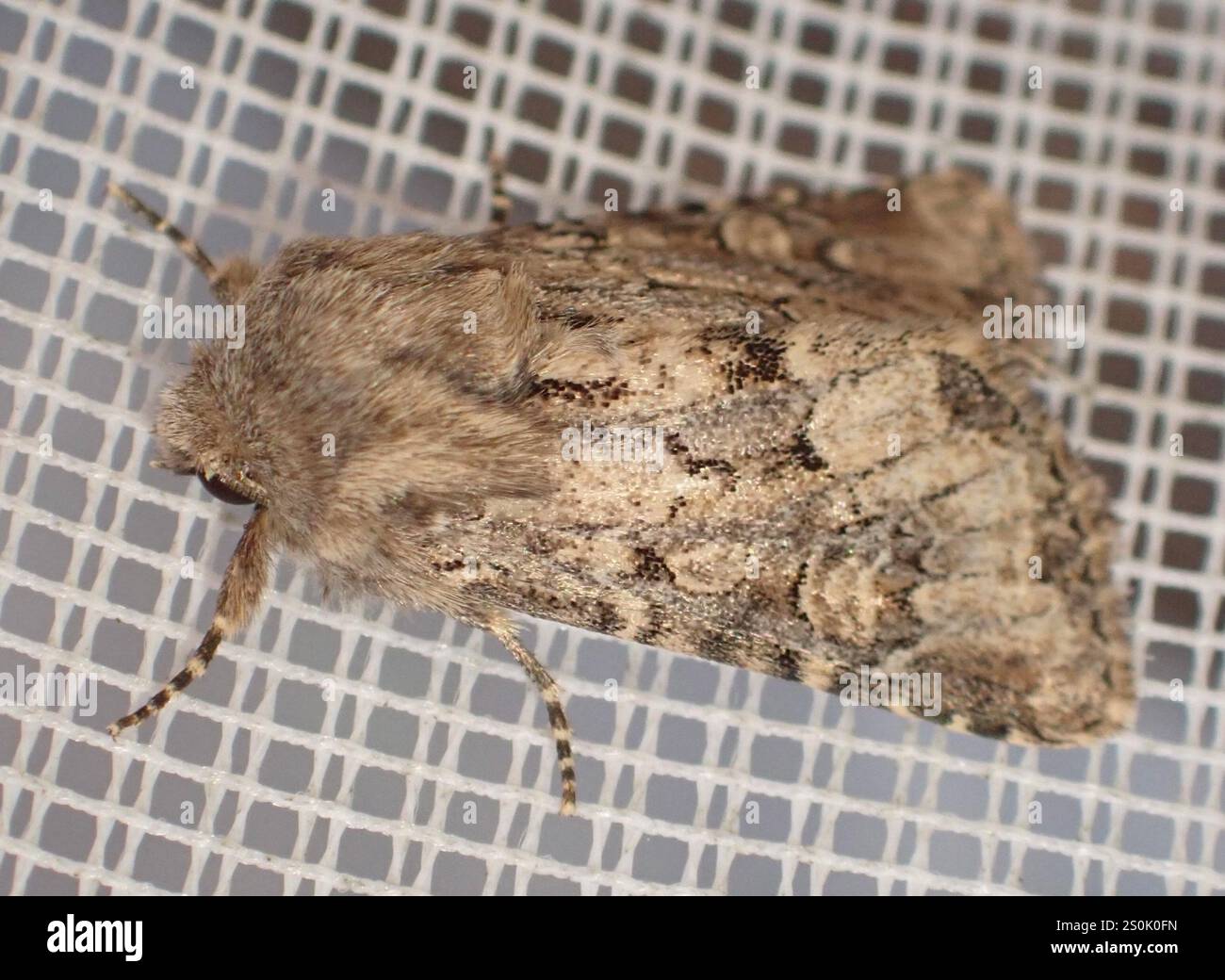 Rustique à flancs renforcés (Luperina testacea) Banque D'Images