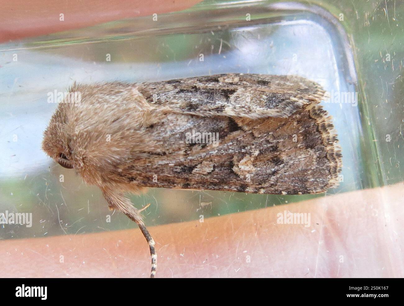 Rustique à flancs renforcés (Luperina testacea) Banque D'Images