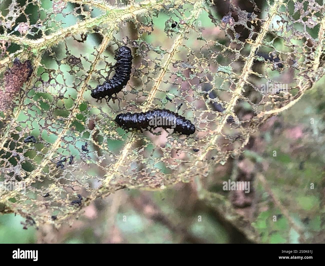 Alder Flea Beetle (Altica ambiens) Banque D'Images