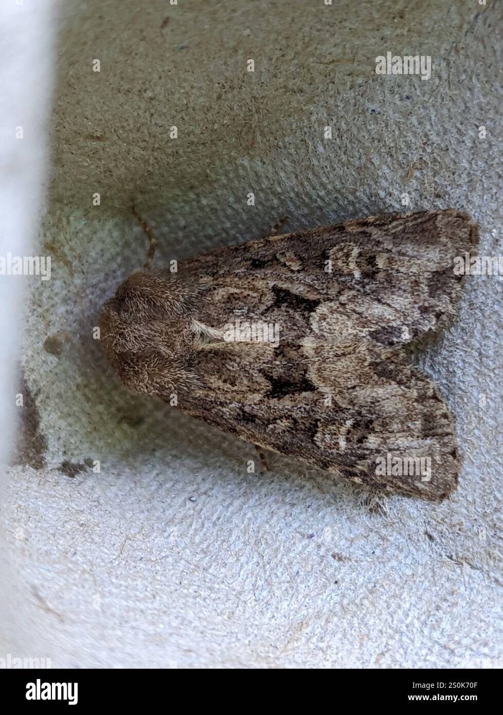 Rustique à flancs renforcés (Luperina testacea) Banque D'Images