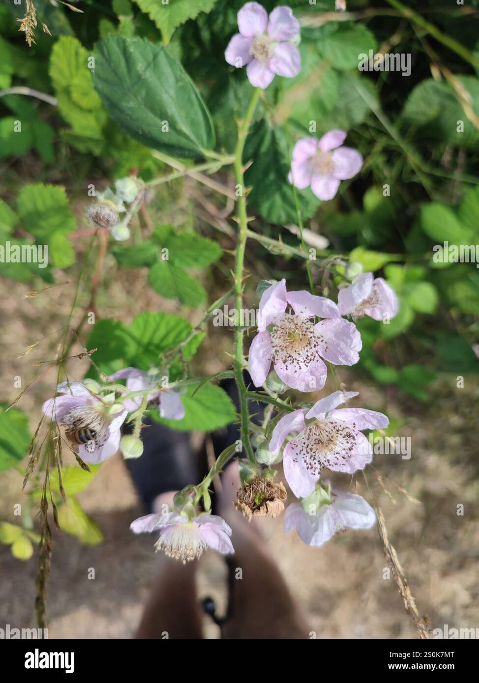 Mûre arménienne (Rubus armeniacus) Banque D'Images