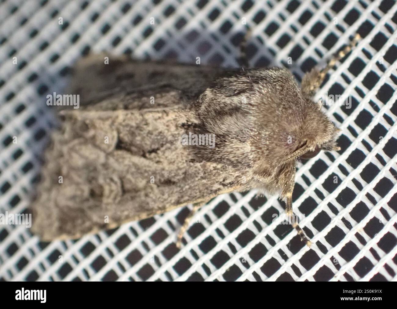 Rustique à flancs renforcés (Luperina testacea) Banque D'Images