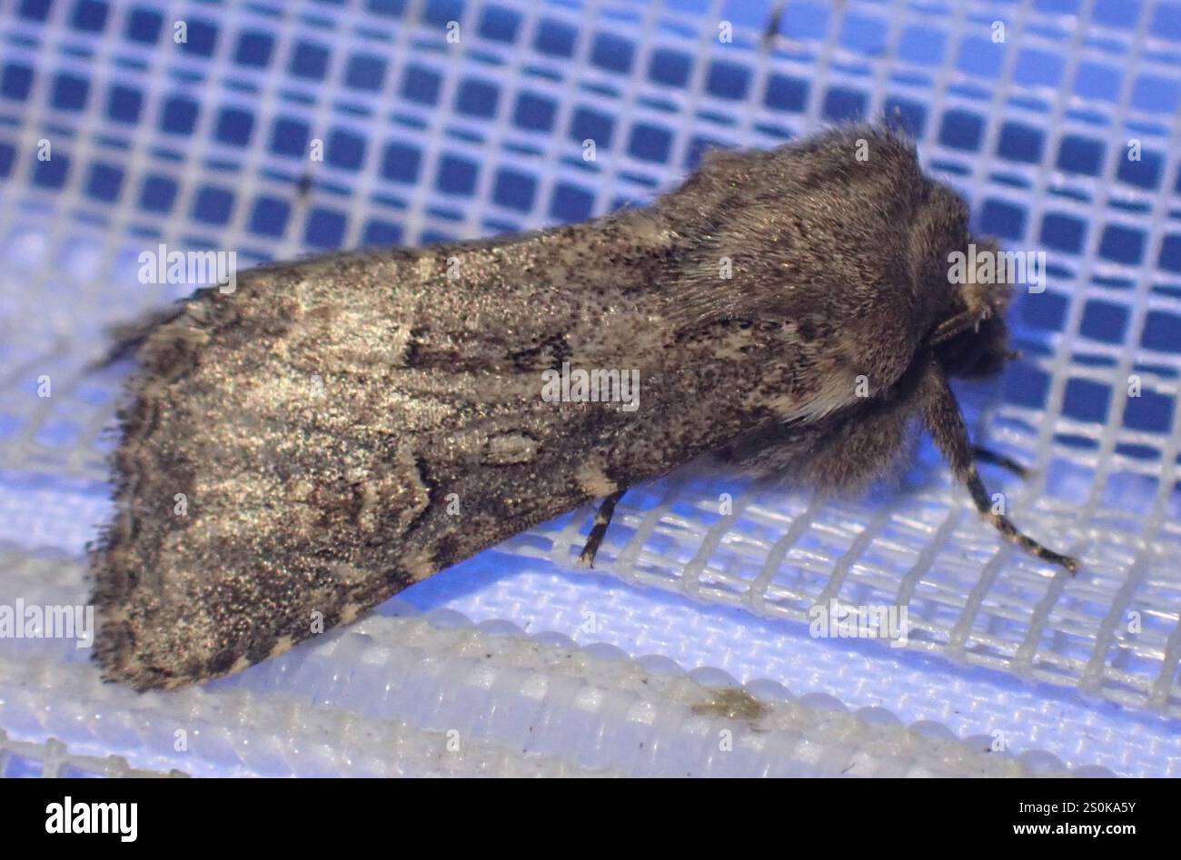 Rustique à flancs renforcés (Luperina testacea) Banque D'Images