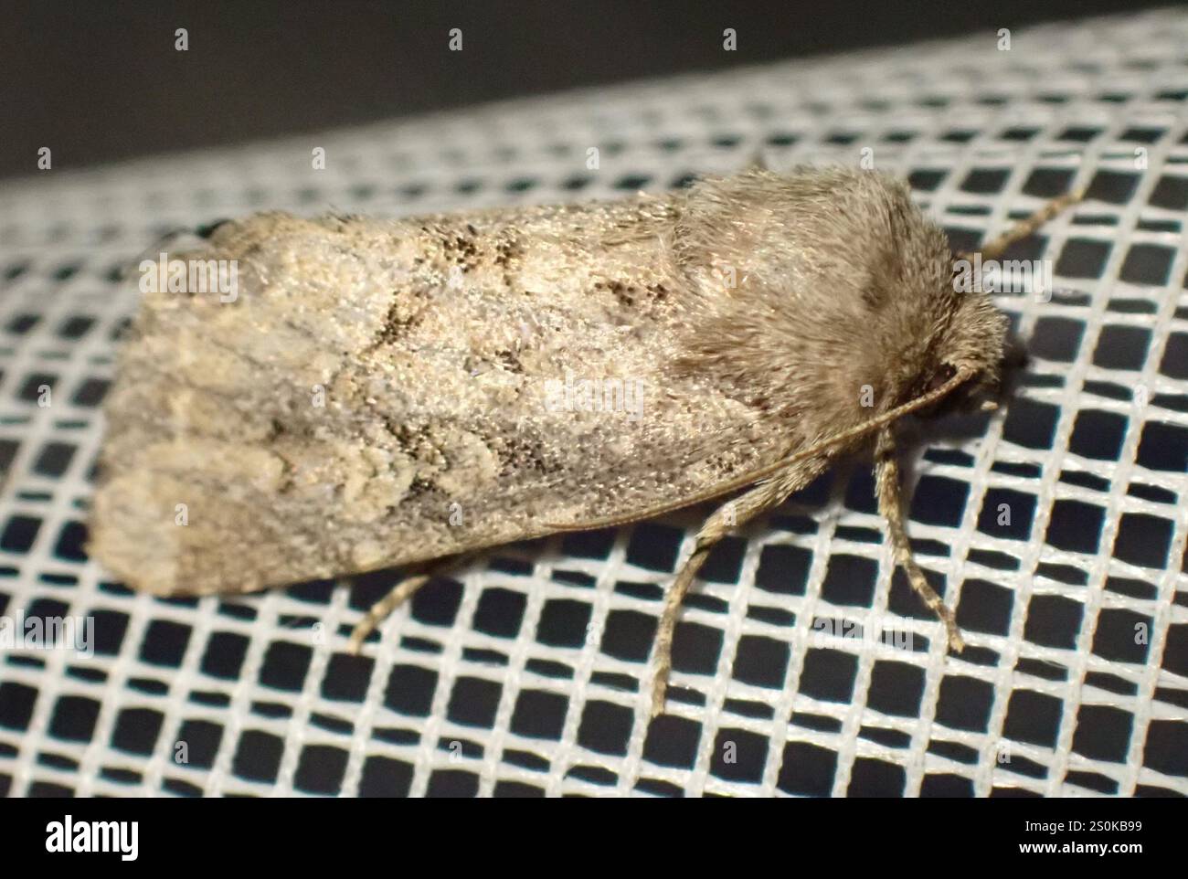 Rustique à flancs renforcés (Luperina testacea) Banque D'Images