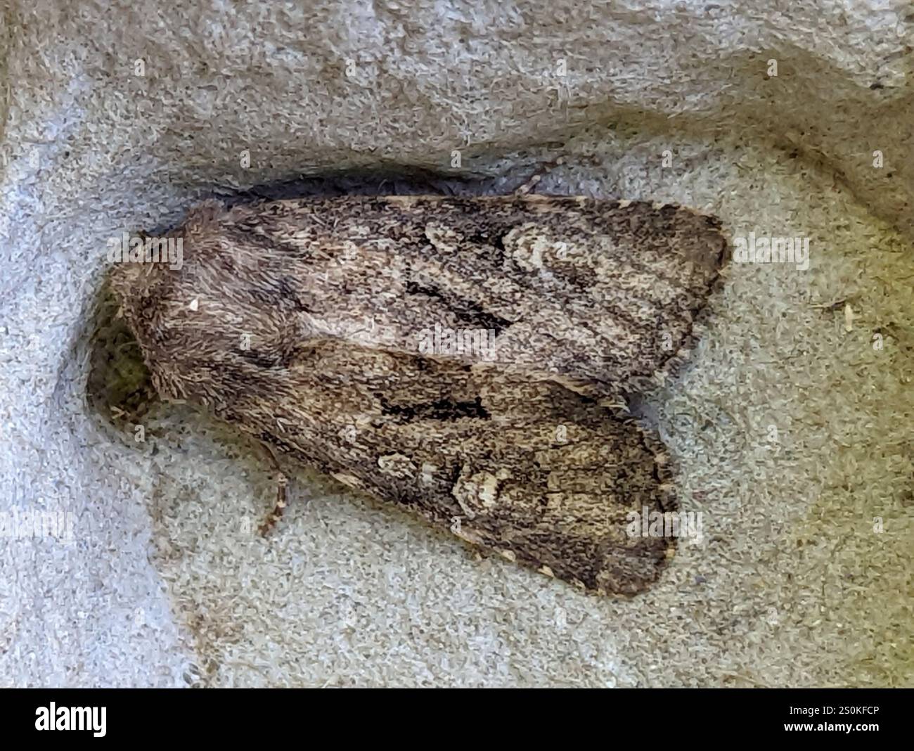 Rustique à flancs renforcés (Luperina testacea) Banque D'Images