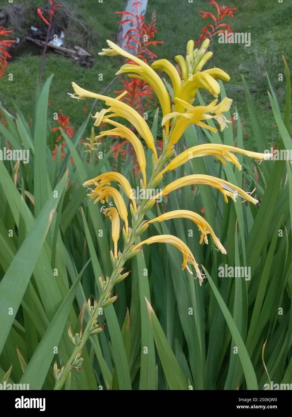 Drapeau africain (Chasmanthe floribunda) Banque D'Images