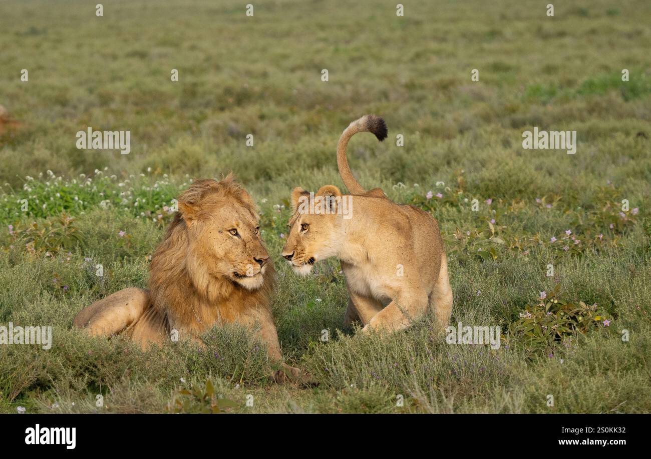 Lion panthera leo pair mating Banque de photographies et d’images à ...