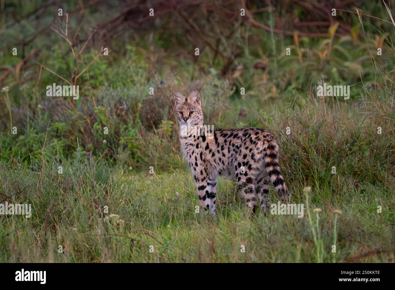 Serval (Leptailurus serval) Banque D'Images