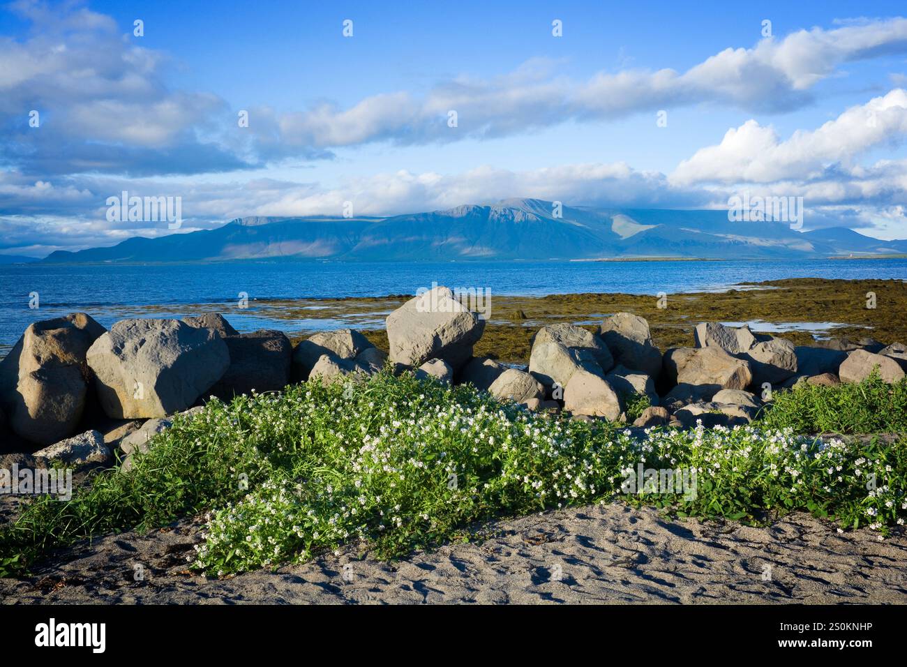 Réserve naturelle de Grótta sur la pointe de la péninsule de Seltjarnarnes, dans la partie la plus au nord-ouest de la région du Grand Reykjavík, Islande Banque D'Images