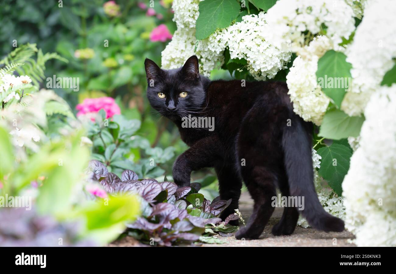 Portrait d'un chat noir debout parmi les hortensias blanches dans un jardin fleuri vibrant, Royaume-Uni. Banque D'Images
