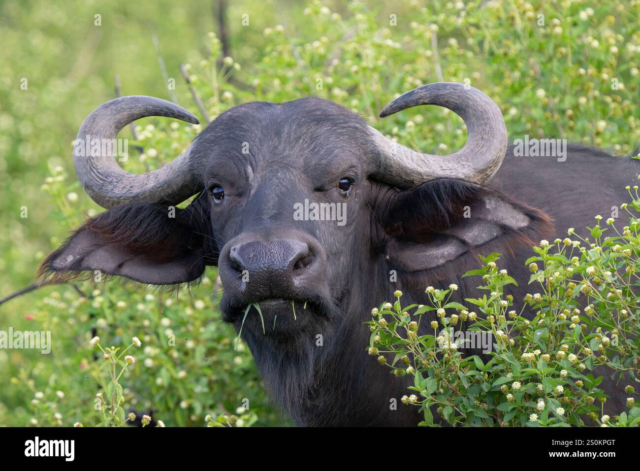 Portrait de Cape Buffalo (Syncerus caffer caffer) Banque D'Images