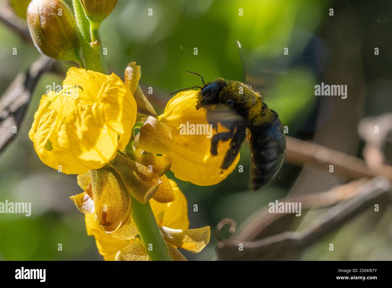 Abeille charpentier de la vallée (Xylocopa sonorina) Banque D'Images
