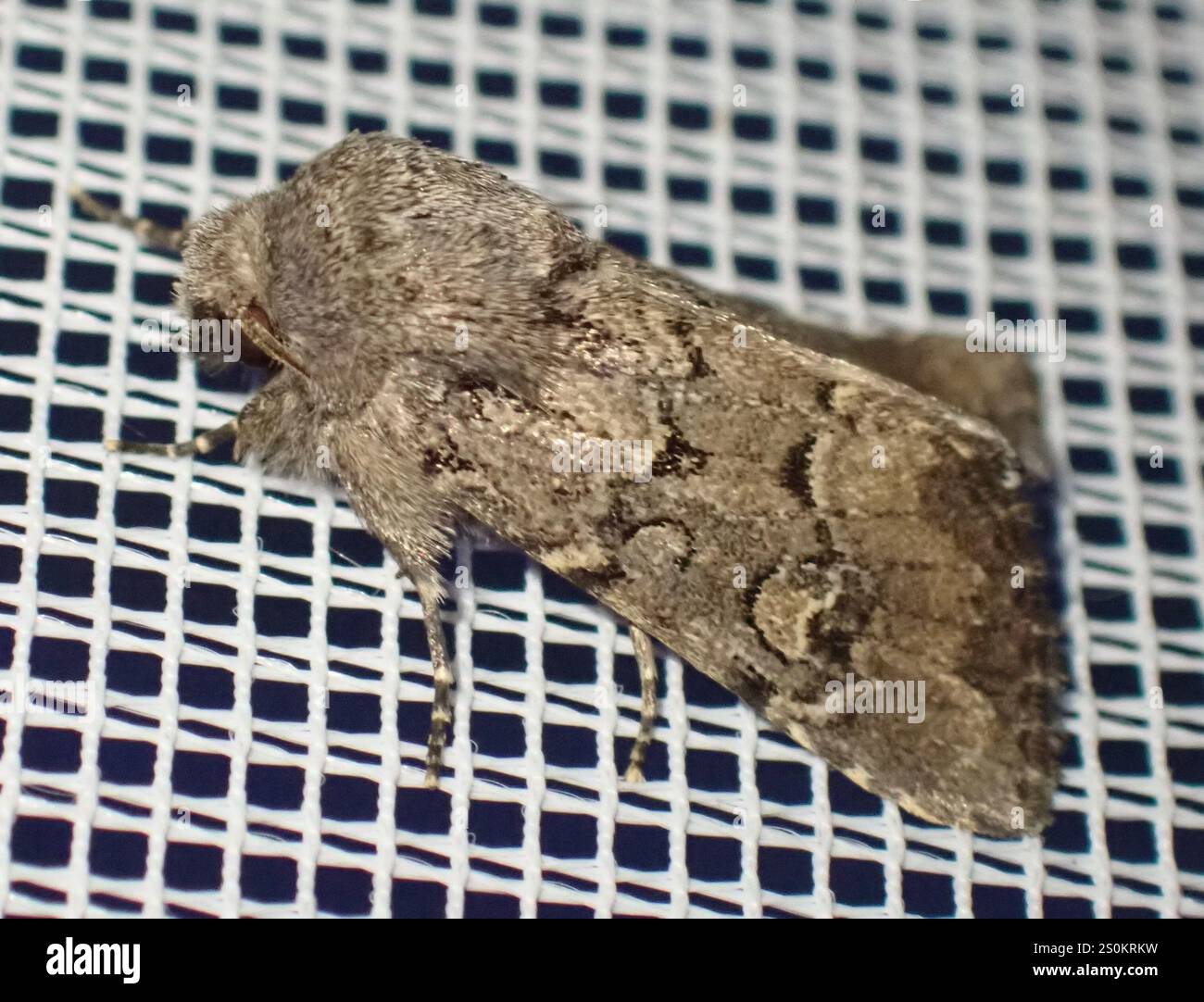 Rustique à flancs renforcés (Luperina testacea) Banque D'Images