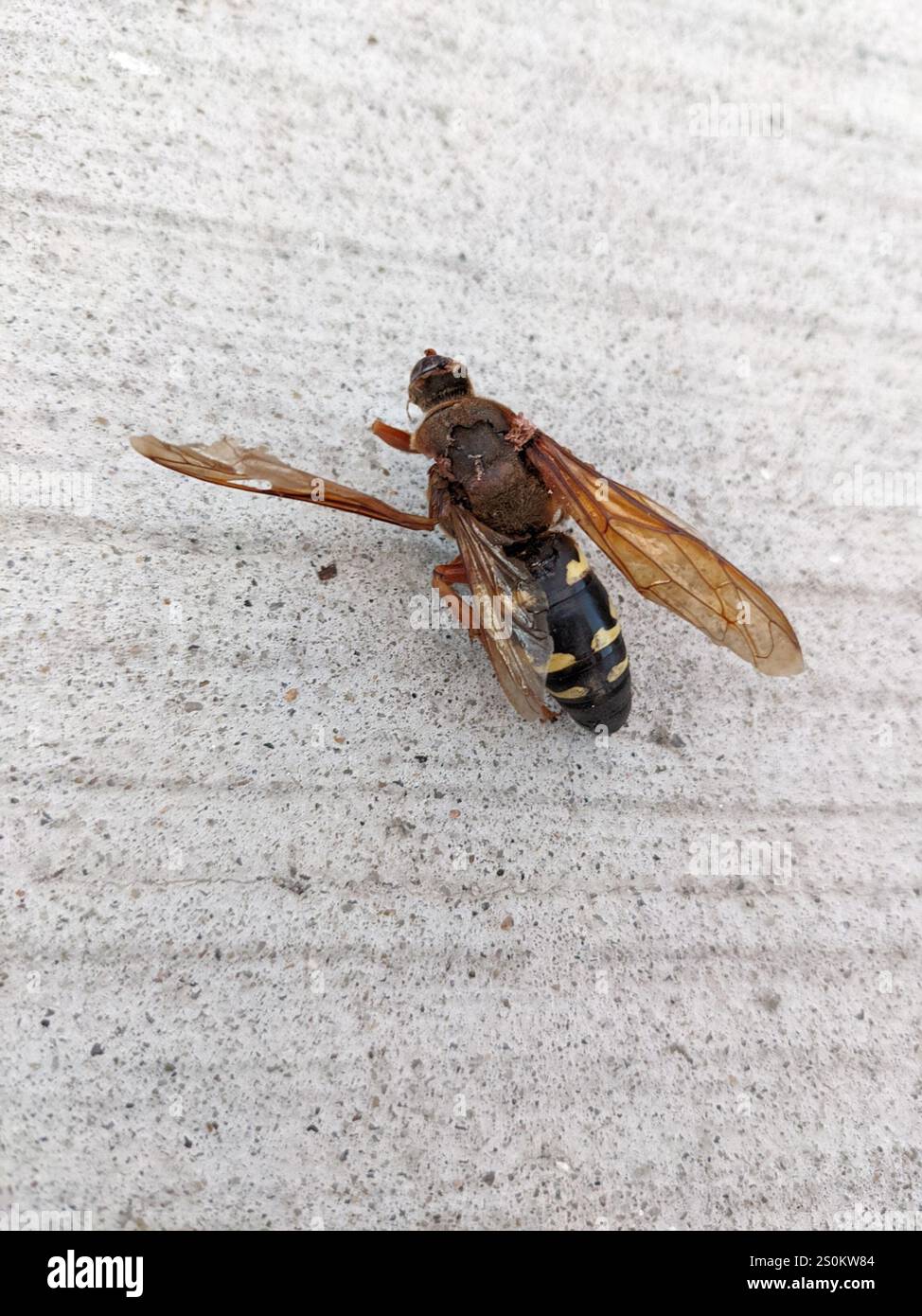 Guêpe tueuse de Cicada orientale (Sphecius speciosus) Banque D'Images