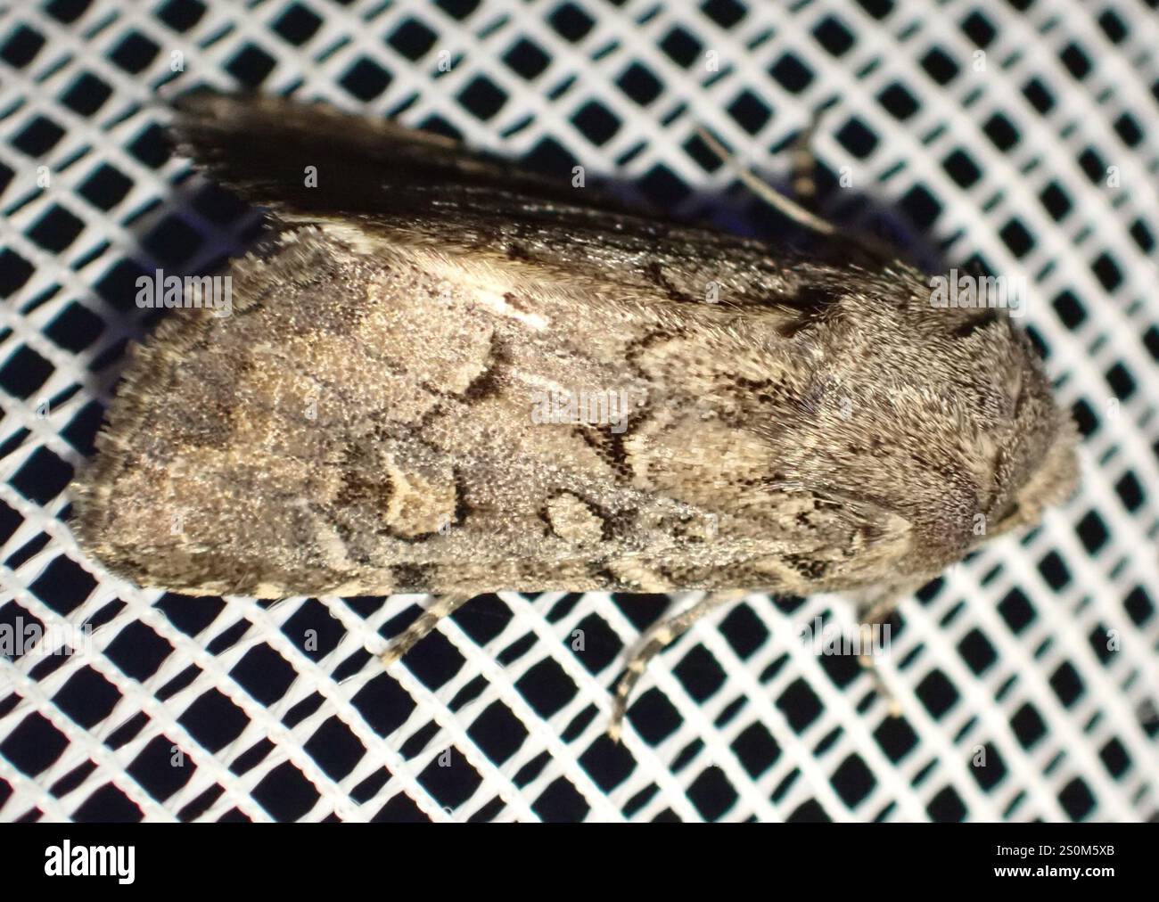 Rustique à flancs renforcés (Luperina testacea) Banque D'Images