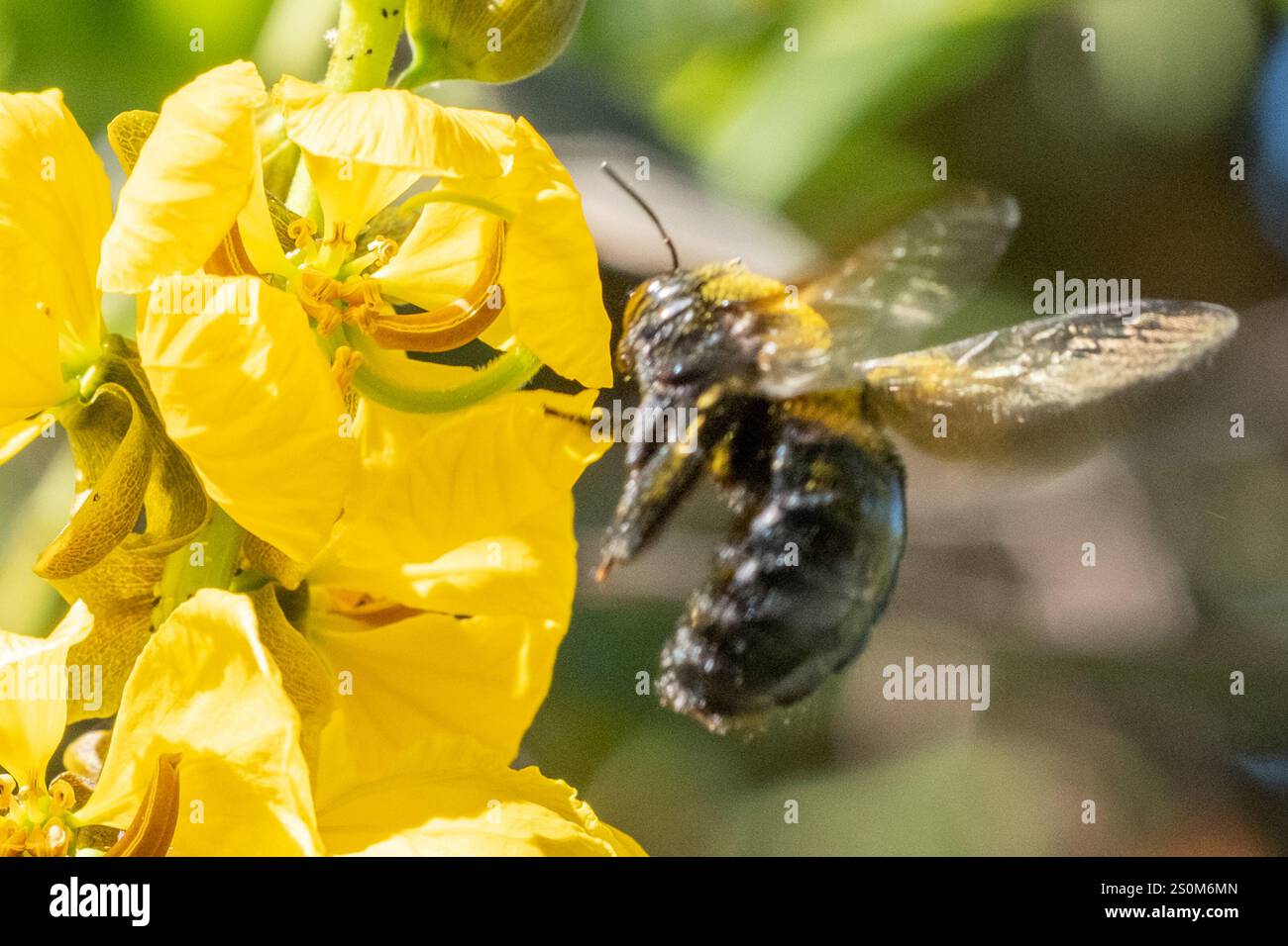 Abeille charpentier de la vallée (Xylocopa sonorina) Banque D'Images