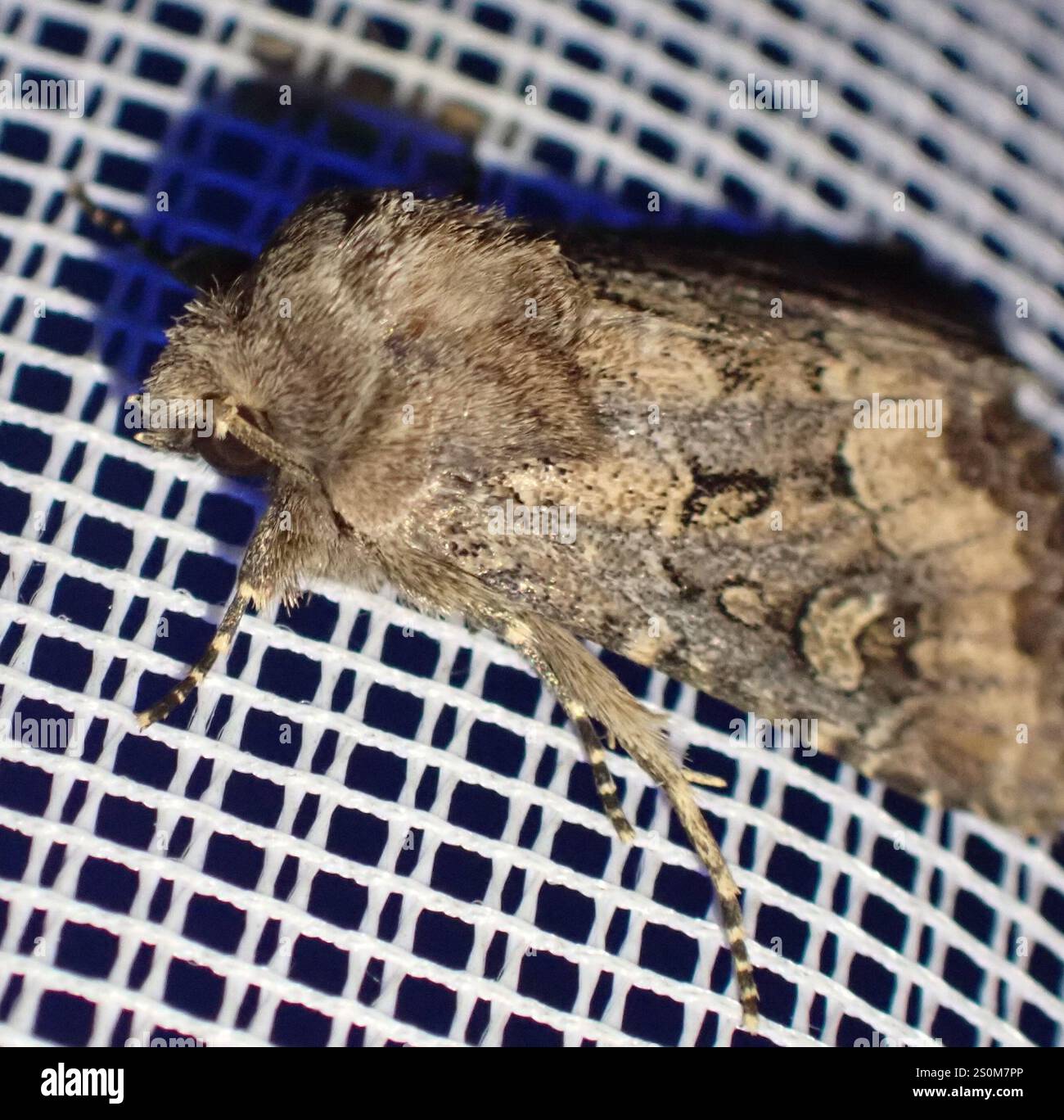 Rustique à flancs renforcés (Luperina testacea) Banque D'Images