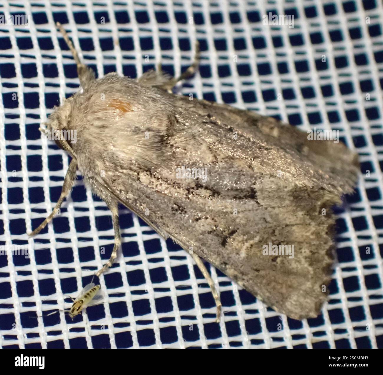 Rustique à flancs renforcés (Luperina testacea) Banque D'Images