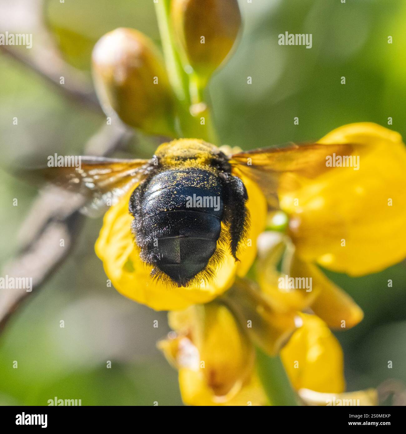 Abeille charpentier de la vallée (Xylocopa sonorina) Banque D'Images