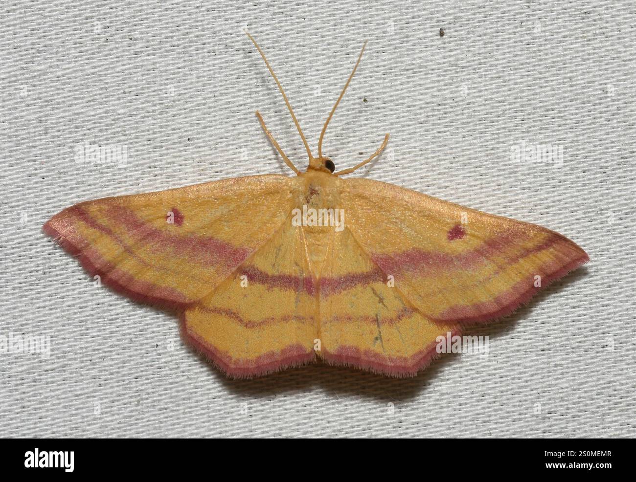 Teigne géomètre de l'aspersion (Haematopis grataria) Banque D'Images