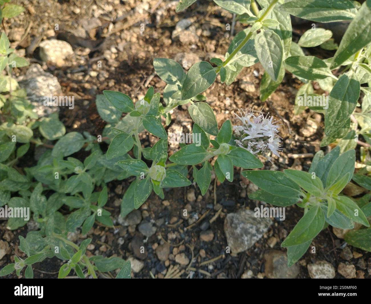 Menthe de coyote de montagne (Monardella odoratissima) Banque D'Images