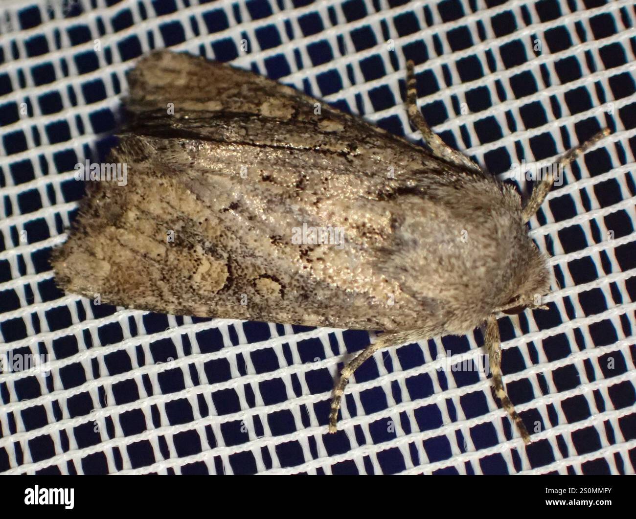 Rustique à flancs renforcés (Luperina testacea) Banque D'Images