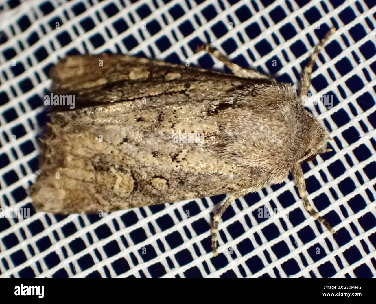 Rustique à flancs renforcés (Luperina testacea) Banque D'Images