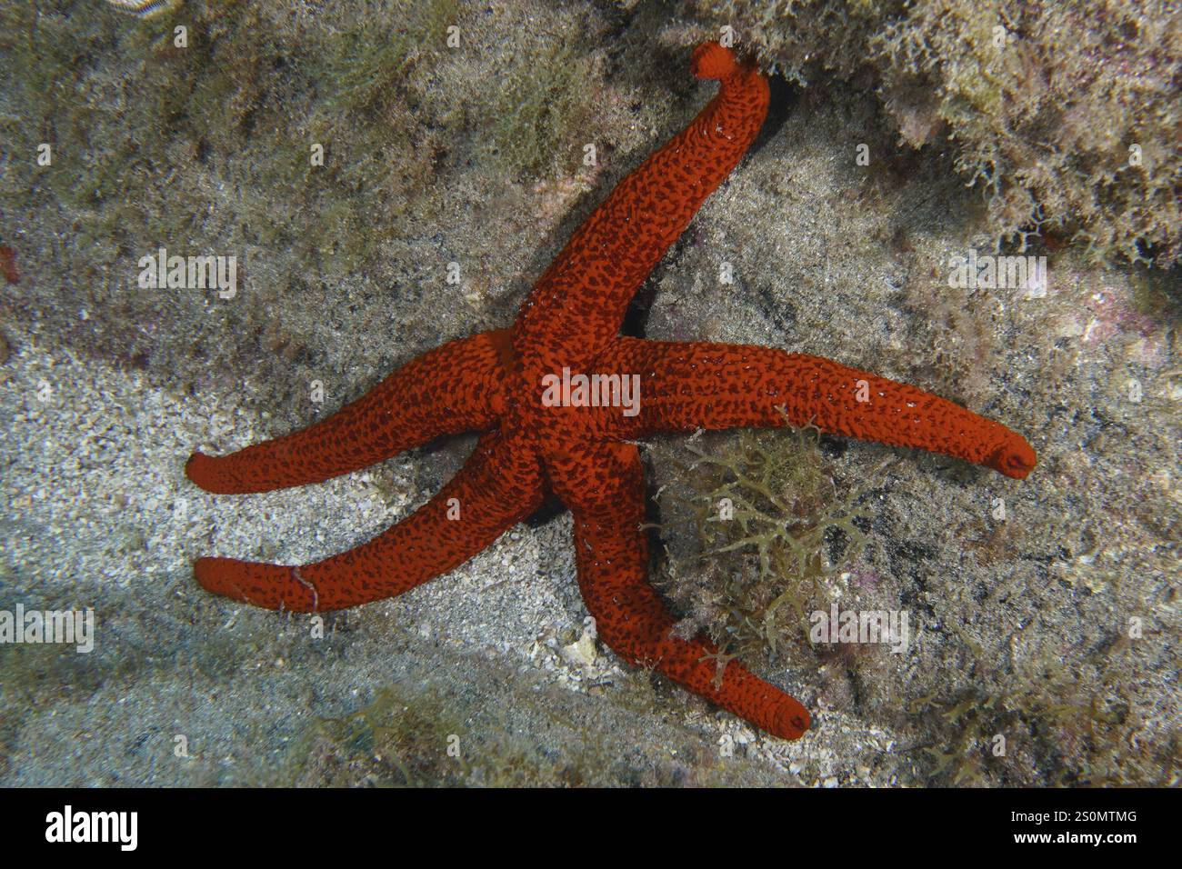 Étoile de mer rouge (Echinaster sepositus) sur récif rocheux avec des algues, site de plongée Bufadero, Palm Mar, Tenerife, îles Canaries, Espagne, Europe Banque D'Images