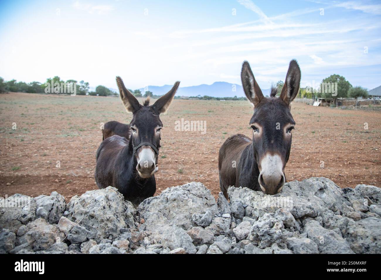 Deux ânes (ASE Balear) debout derrière un mur de pierre naturelle, portrait, Llubi, Majorque, Espagne, Europe Banque D'Images