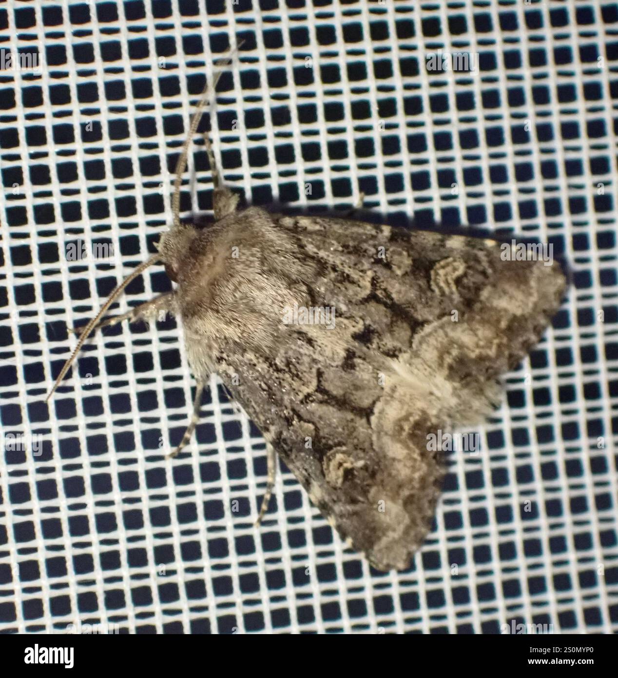 Rustique à flancs renforcés (Luperina testacea) Banque D'Images