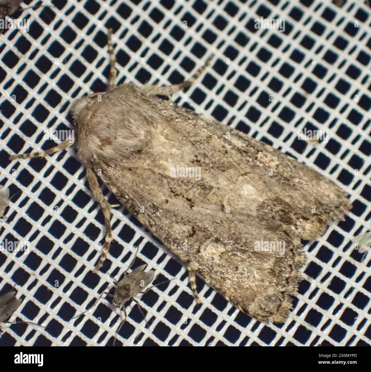 Rustique à flancs renforcés (Luperina testacea) Banque D'Images