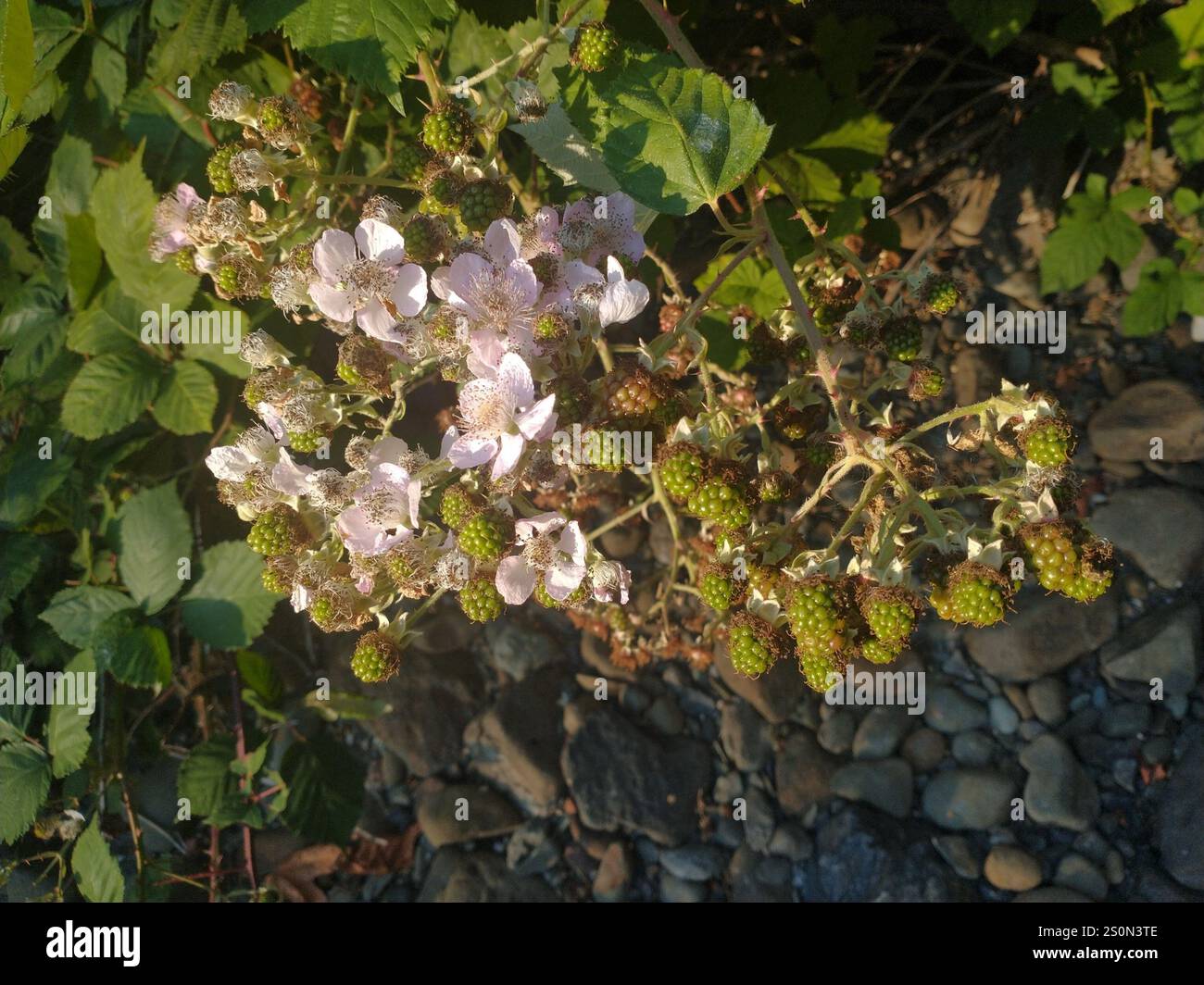 Mûre arménienne (Rubus armeniacus) Banque D'Images