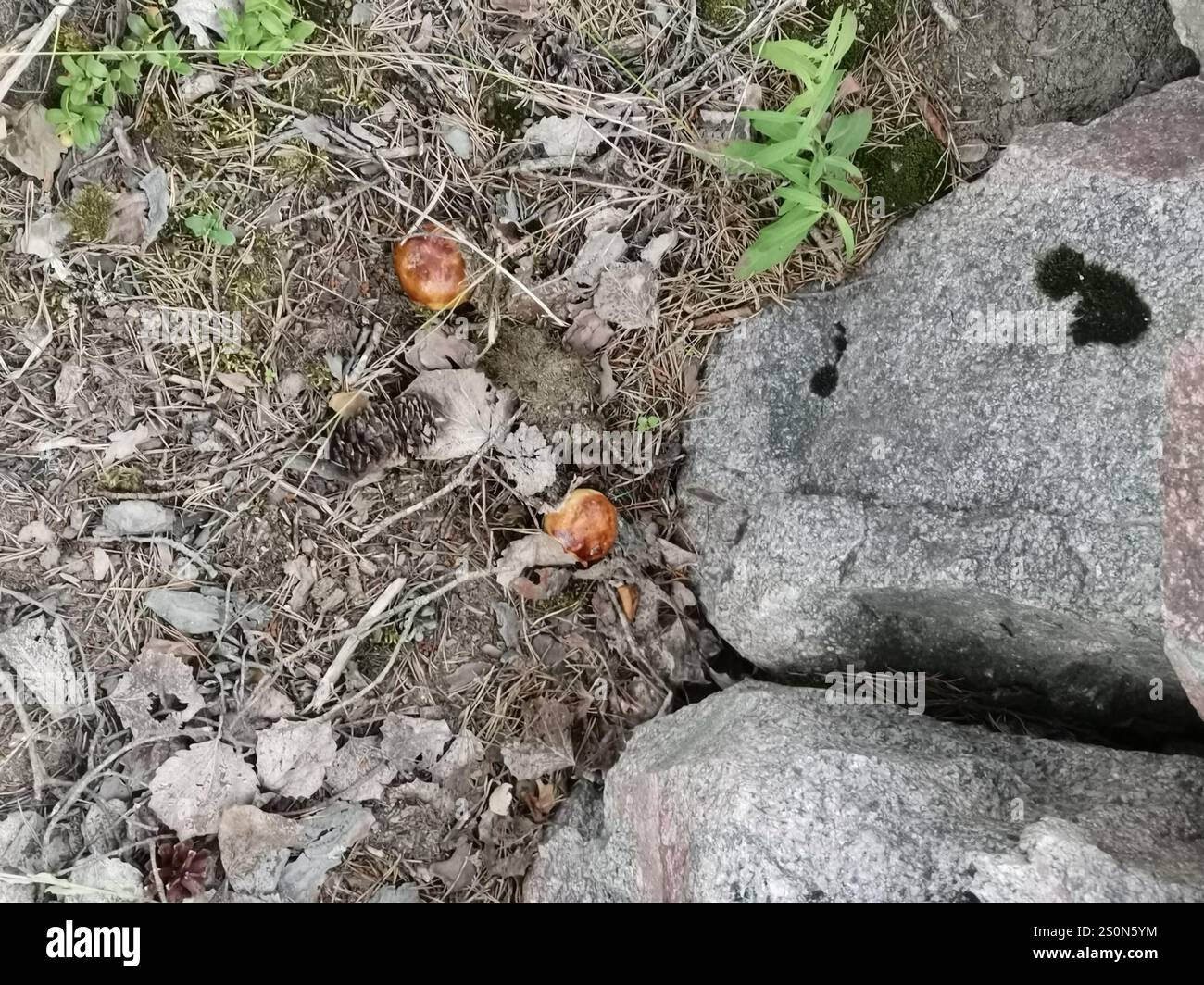 Puant Brittlegill (Russula foetens) Banque D'Images