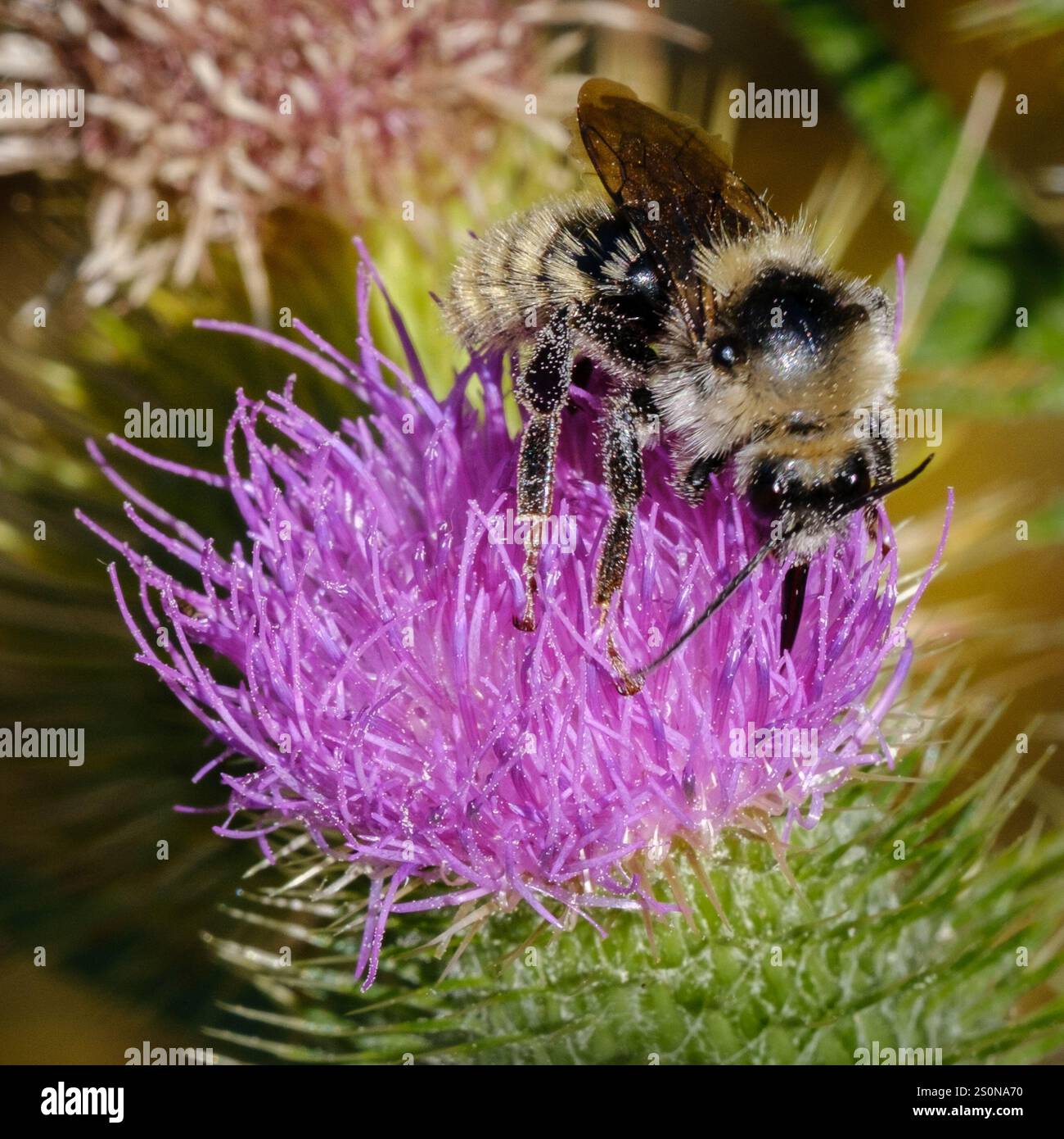 Bumble Bee à épaules blanches (Bombus appositus) Banque D'Images