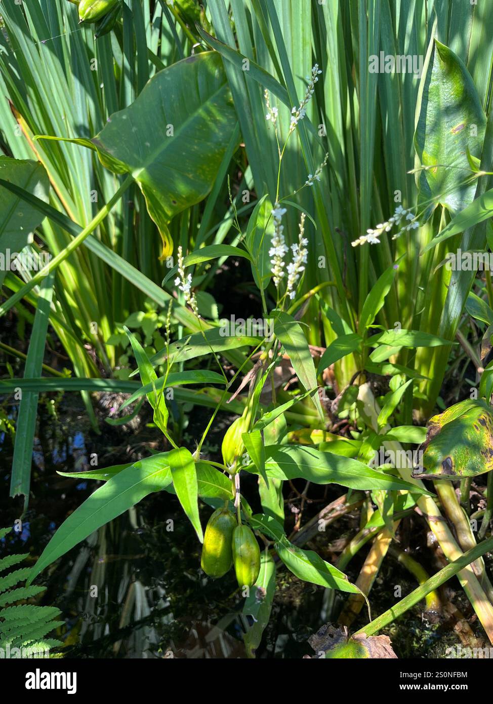 Smartweed des marais (Persicaria hydropiperoides) Banque D'Images