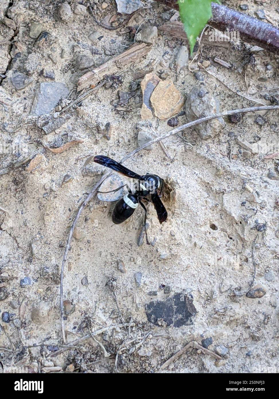 Guêpe de maçon à quatre dents (Monobia quadridens) Banque D'Images