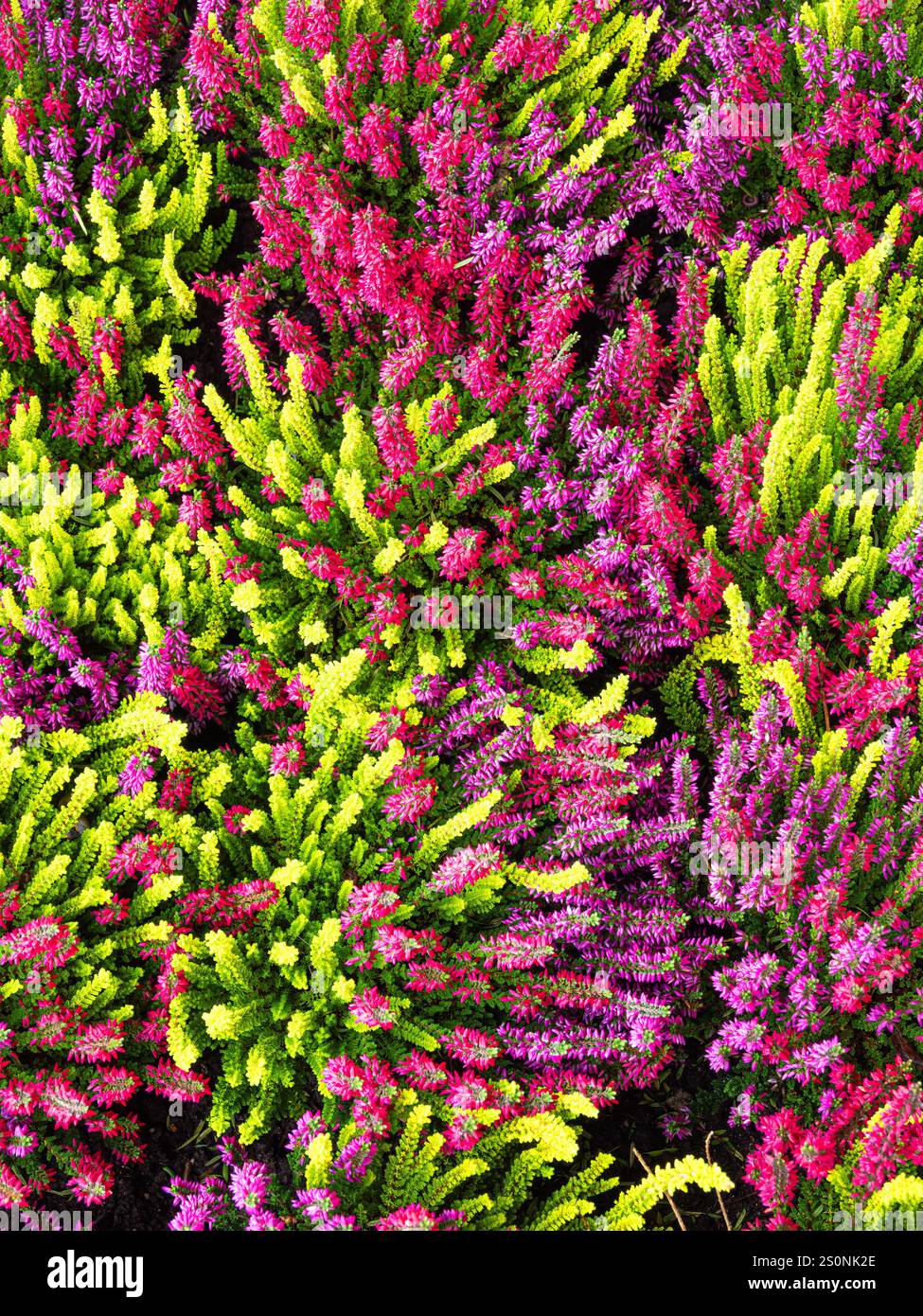 Un affichage vibrant de plantes de bruyère colorées dans les tons de rose, violet et vert, créant une scène de jardin luxuriante et animée. Banque D'Images