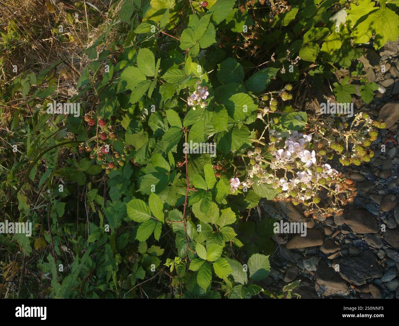 Mûre arménienne (Rubus armeniacus) Banque D'Images