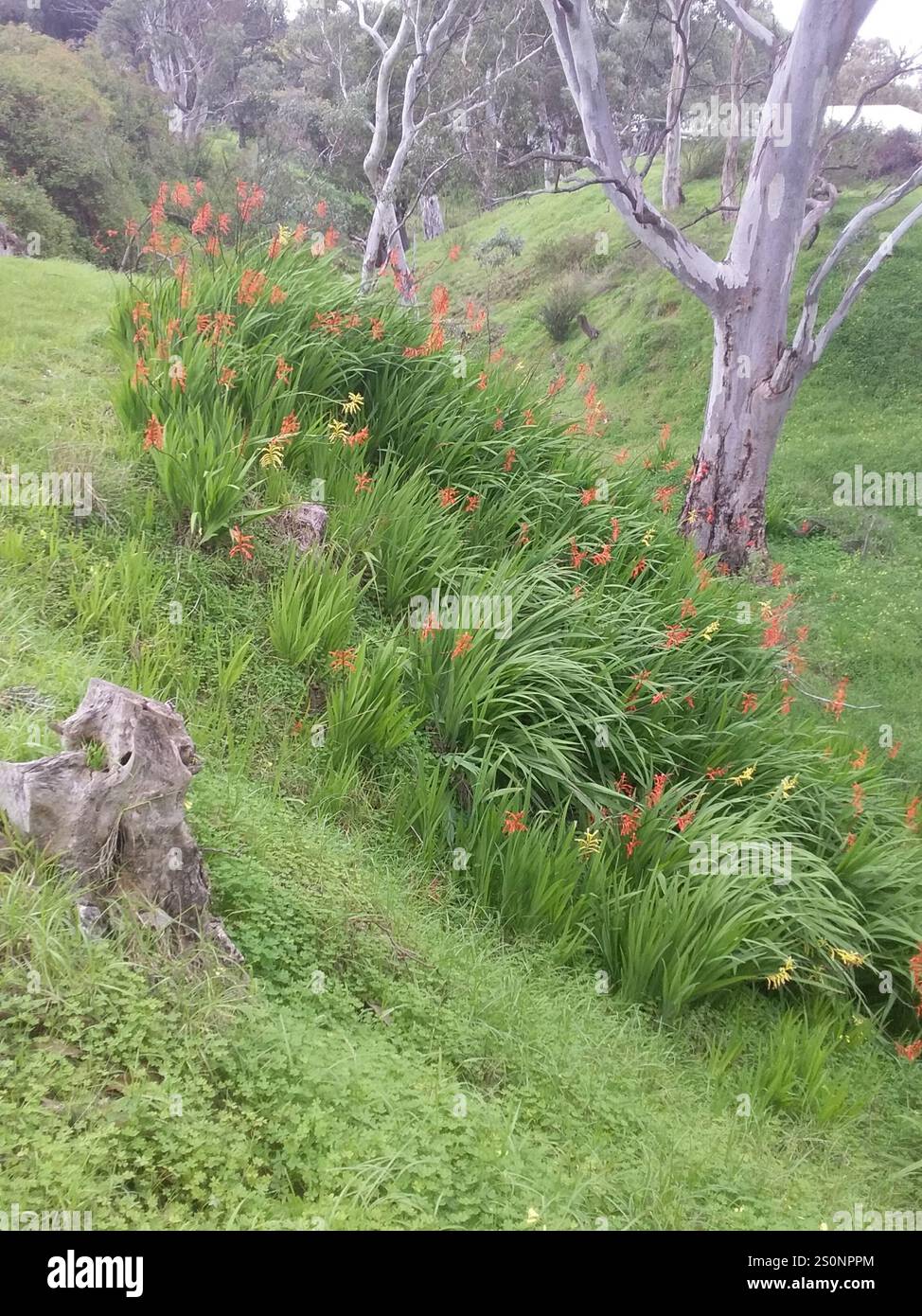Drapeau africain (Chasmanthe floribunda) Banque D'Images