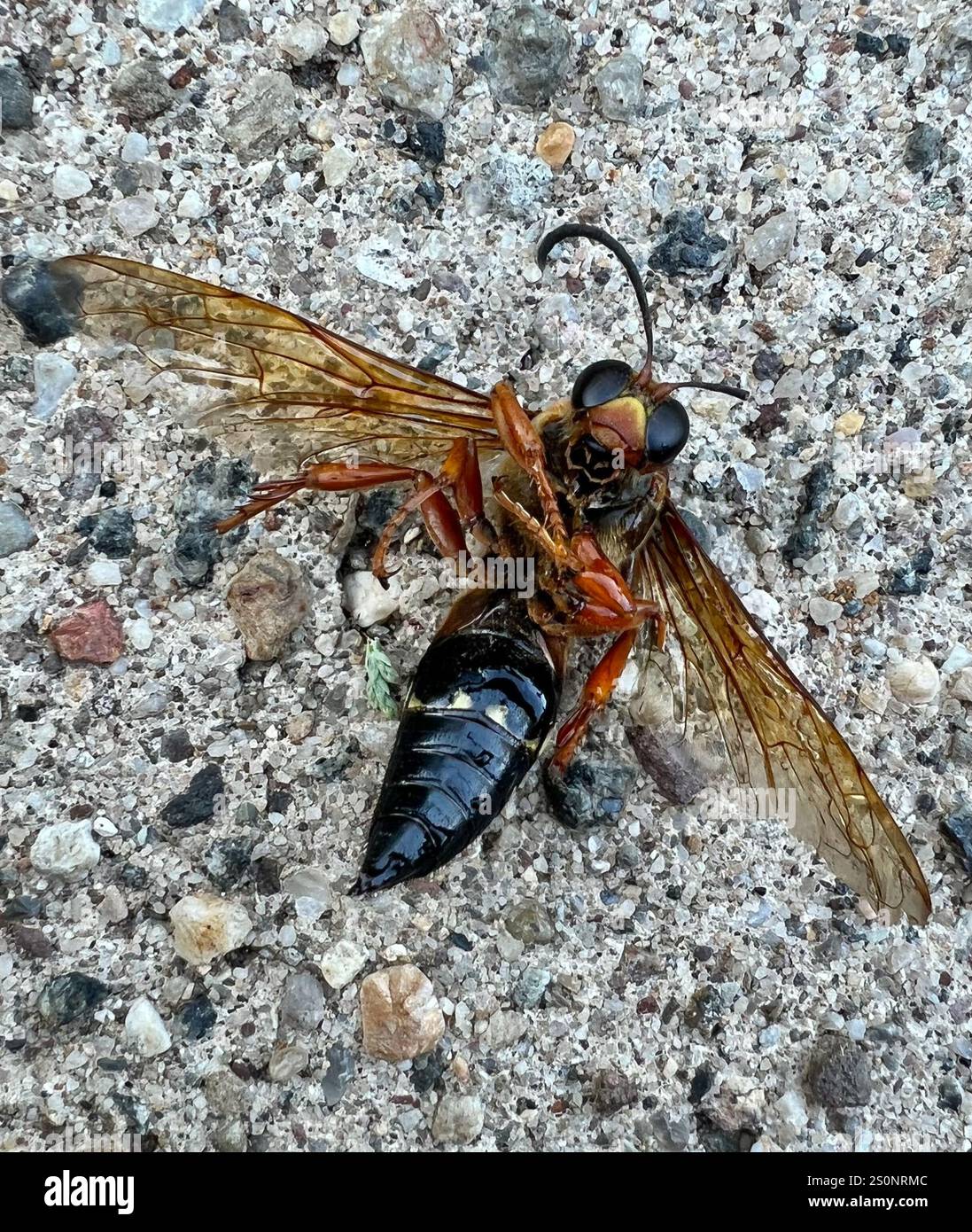 Guêpe tueuse de Cicada orientale (Sphecius speciosus) Banque D'Images