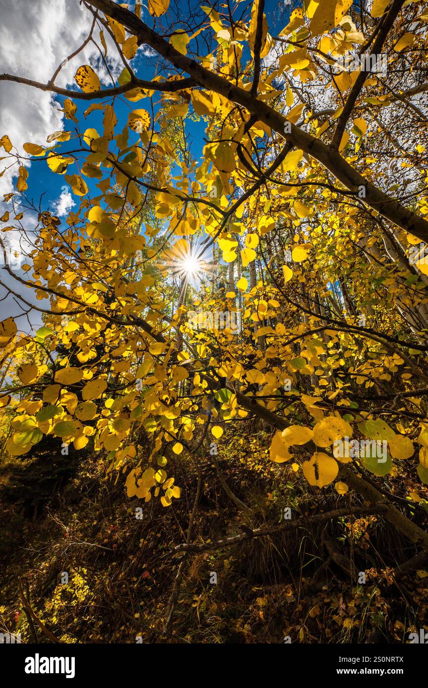 Feuilles d'automne dorées illuminées par la lumière du soleil sur un ciel bleu vibrant Banque D'Images