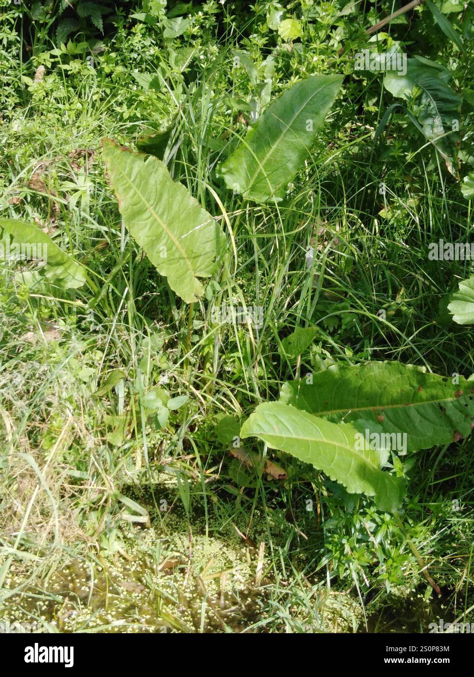 Quai écossais (Rumex aquaticus) Banque D'Images