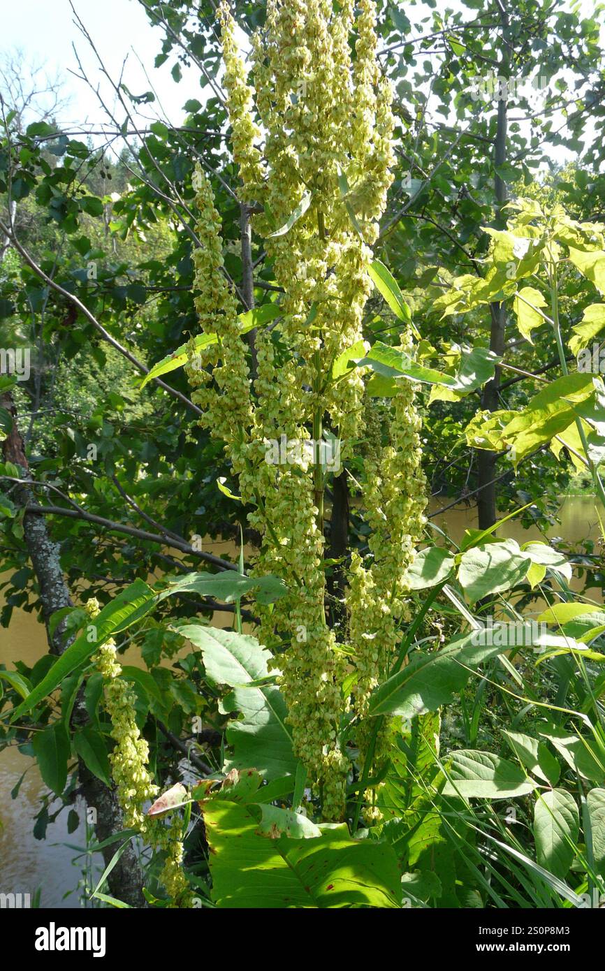 Quai écossais (Rumex aquaticus) Banque D'Images