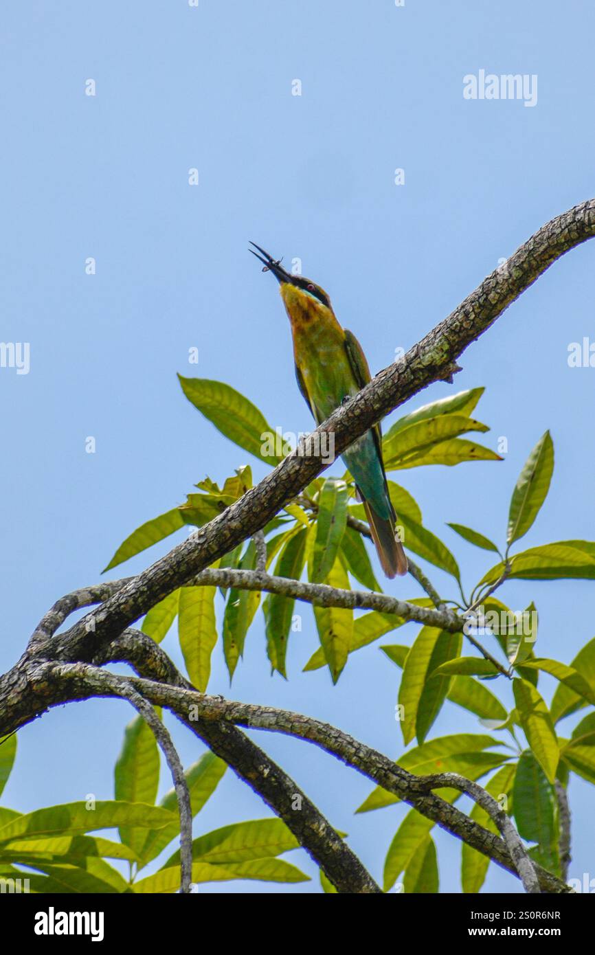 Mangeur d'abeilles perché sur une branche d'arbre. Photographié dans la partie ouest de Singapour. Banque D'Images