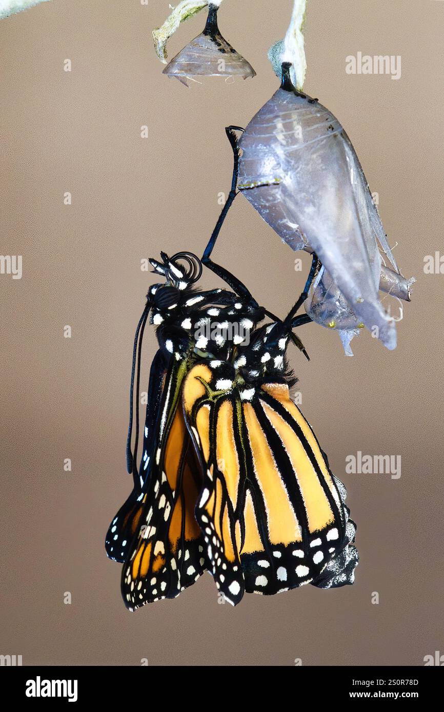 Vue verticale d'un papillon monarque accroché à la chrysalide d'où il a émergé. Banque D'Images