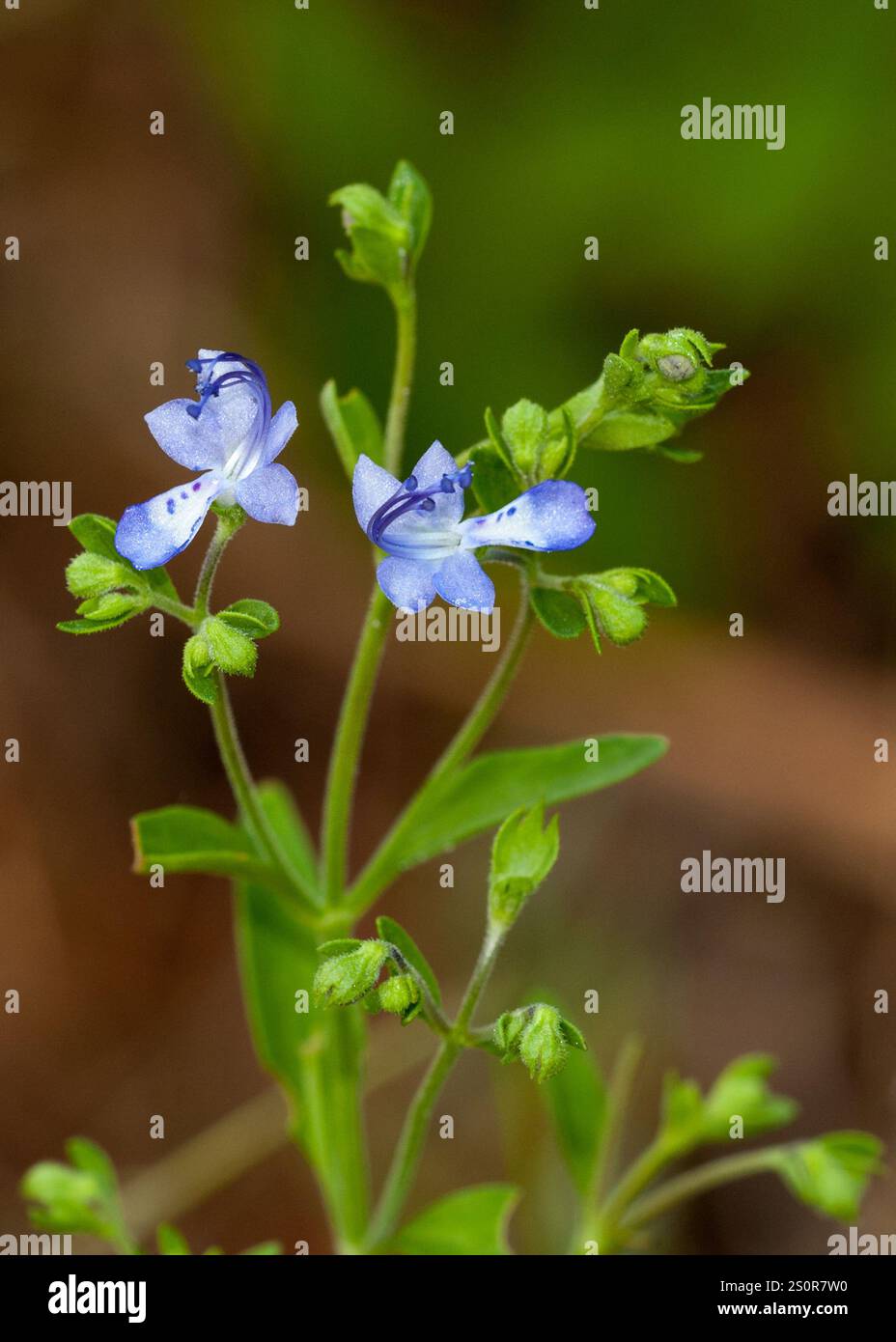 Deux fleurs et de nombreux bourgeons de Trichostema dichotomum, boucles bleues fourchues. Affiche les détails des fleurs bleues brillantes avec des étamines recourbées. Banque D'Images